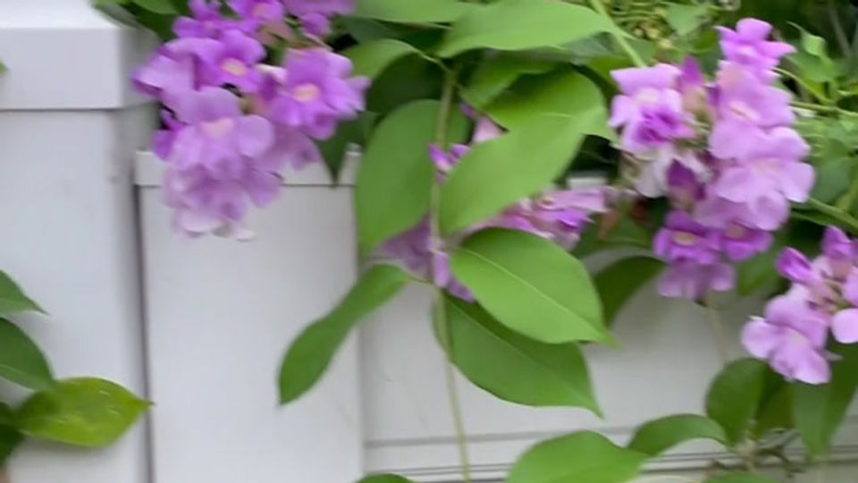 Garlic Vine